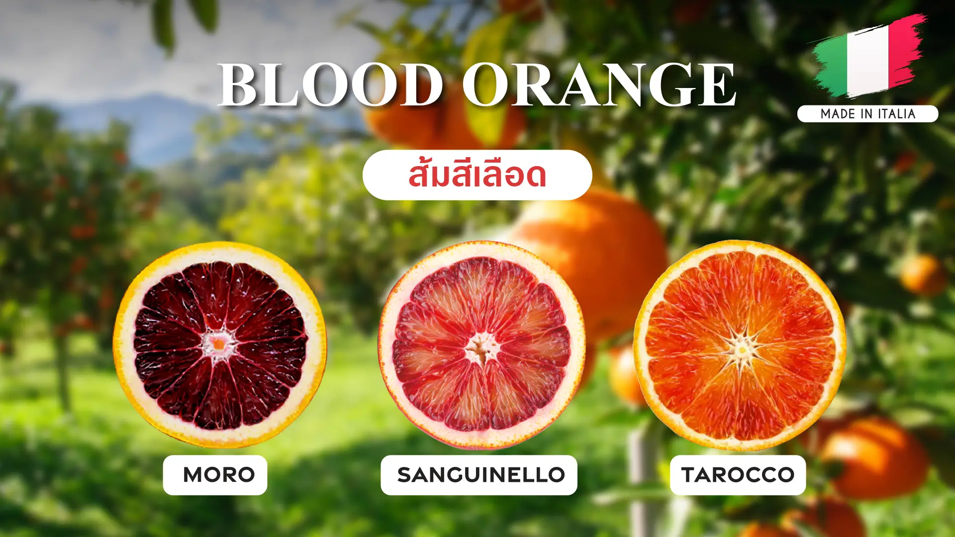 สารสกัดจากส้มสีเลือด 3 สายพันธุ์ ได้แก่ Moro Sanguinello Tarocco