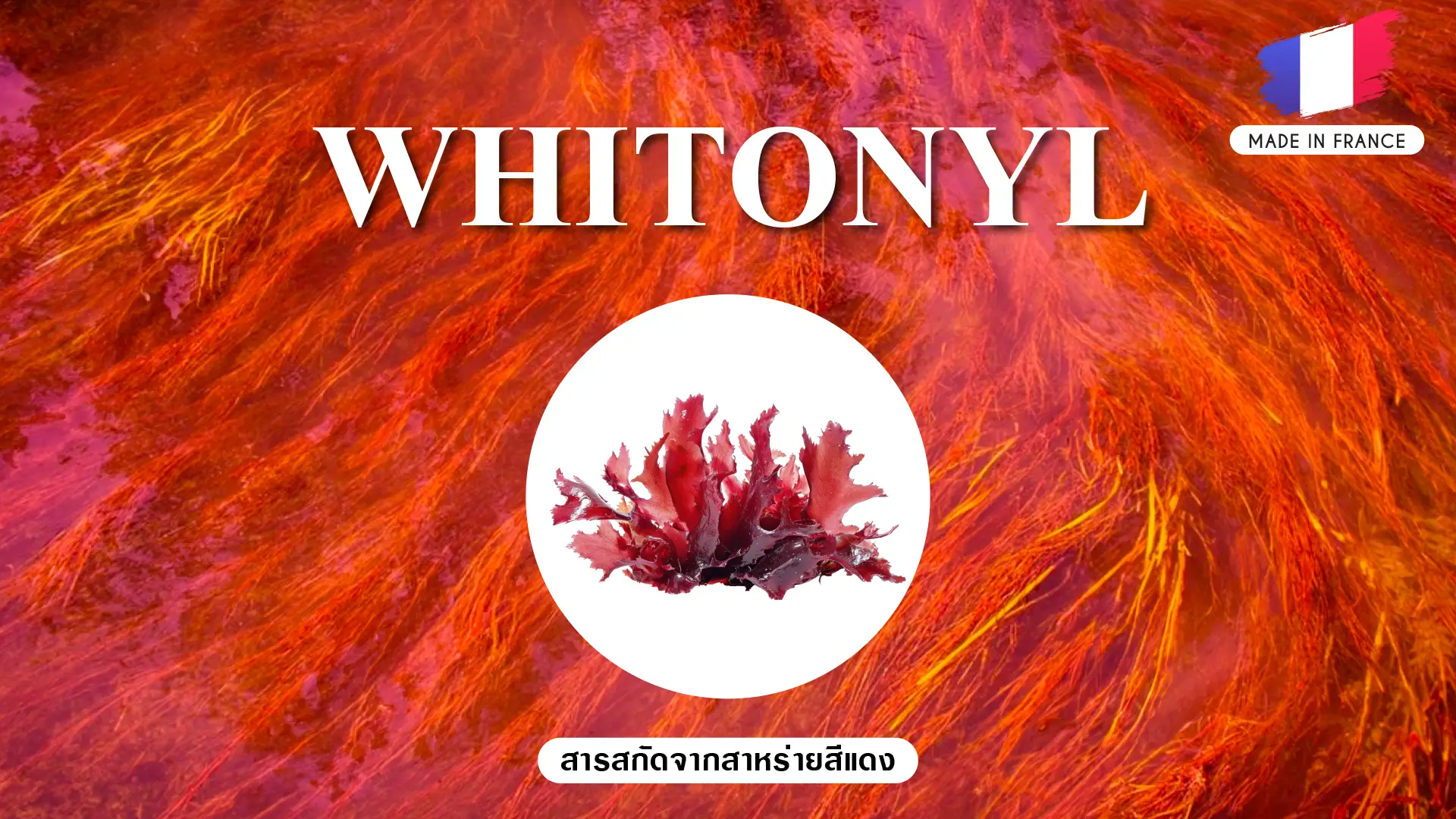 สารสกัดจากสาหร่ายสีแดง Whitonyl